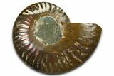 Cut & Polished Ammonite Fossil (Half) - Madagascar #377605-1